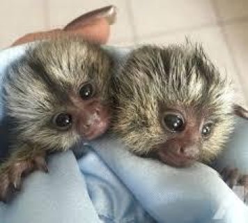  Marmoset monkeys for sale. WHATSAPP: +97152 916 1892