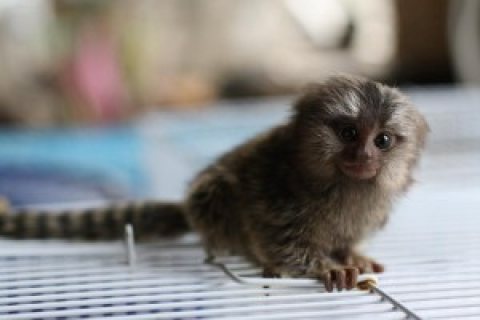 Pygmy Marmosets for Sale WHATSAPP: +97152 916 1892