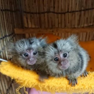 Pygmy Marmoset monkeys for sale and also for Adoption. WHATSAPP: +97152 916 1892