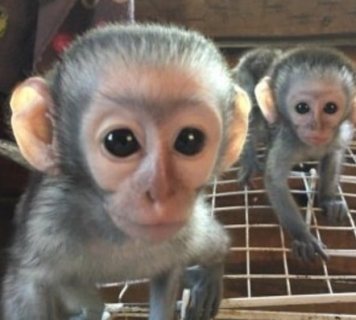 We have two lovely Capuchin monkeys for adoption. WHATSAPP: +97152 916 1892