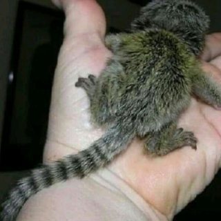 Well Trained Marmoset Monkeys for sale. WHATSAPP: +97152 916 1892