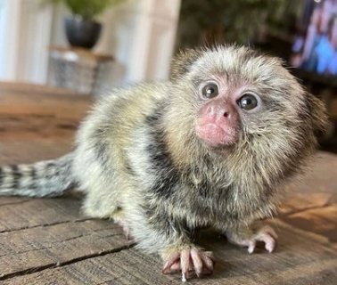 Excellent males and female Marmoset Monkeys for sale. WHATSAPP: +97152 916 1892