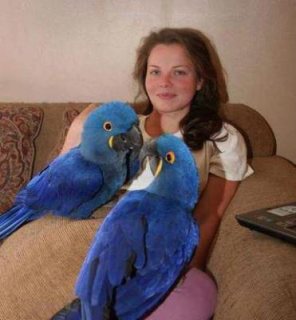 Talking Hyacinth Macaw Parrots available for sale WHATSAPP: +97152 916 1892