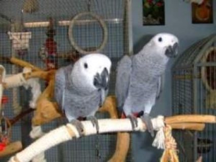 Pair Of African Gray Parrots Available for sale  WHATSAPP: +97152 916 1892