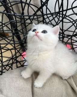 White baby of British shorthair kittens 