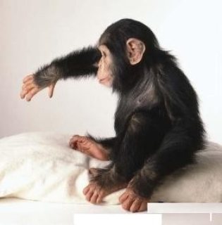 We have two baby chimpanzee available for sale.  WHATSAPP: +97152 916 1892