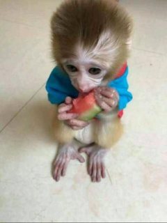 CAPUCHIN MONKEY FOR SALE. WHATSAPP: +97152 916 1892