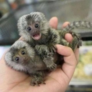 Well trained Marmoset monkeys for sale. WHATSAPP: +97152 916 1892