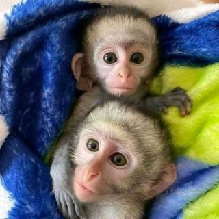 Lovely Capuchin Monkeys for Sale  WHATSAPP: +97152 916 1892