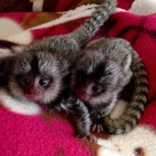   Marmoset monkeys for sale.  WHATSAPP: +97152 916 1892