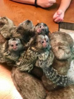 available two Outstanding capuchin monkey  WHATSAPP: +97152 916 1892