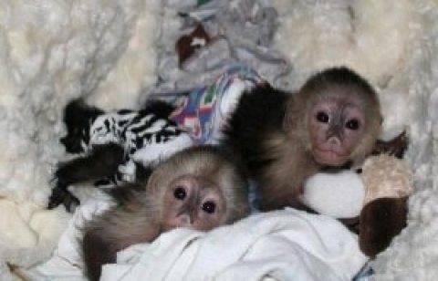 We have two beautiful Finger Marmoset Monkeys,WHATSAPP: +97152 916 1892