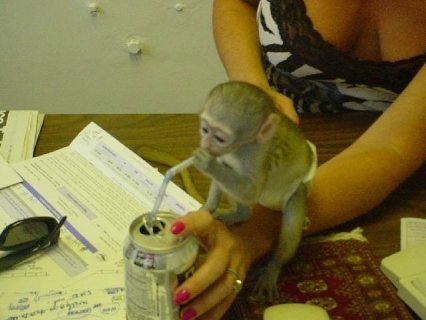 Capuchin monkeys for adoption  WHATSAPP: +97152 916 1892