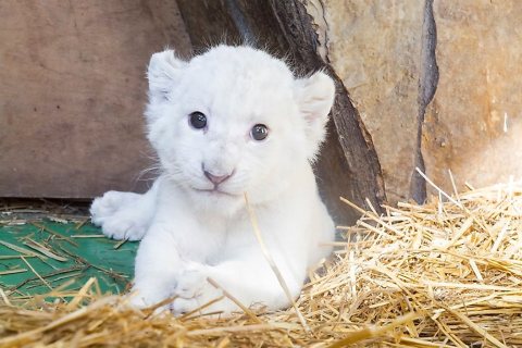 White Tiger Cubs For Sale  WHATSAPP: +97152 916 1892