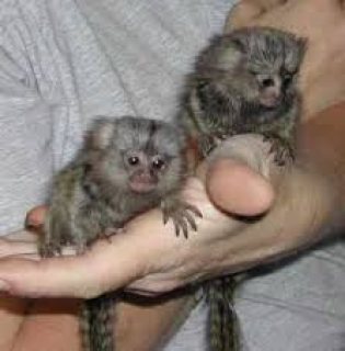 Please Contact us By Whatsapp +447427712081  Marmoset Monkeys for sale