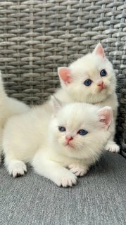 Persian kittens available for sale  WHATSAPP: +97152 916 1892