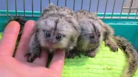  Trained Marmoset Monkeys for sale Please Contact us By Whatsapp +447427712081 