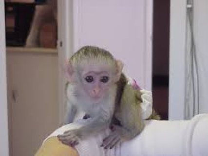 Capuchin Monkeys for sale Please Contact us By Whatsapp +447427712081