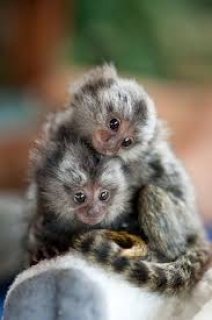  Please Contact us By Whatsapp +447427712081 Amazing  Marmoset monkeys 