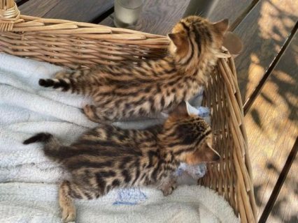  Cute and lovely Bengal  kittens  WHATSAPP: +97152 916 1892