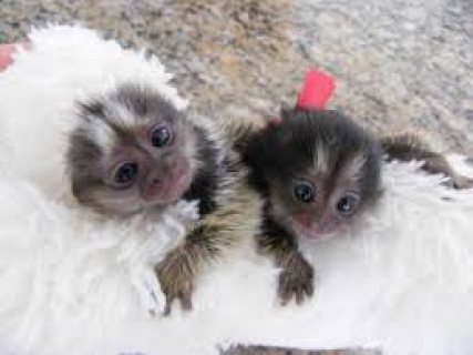 Cute Baby Marmoset MonkeysPlease Contact us By Whatsapp +447427712081 