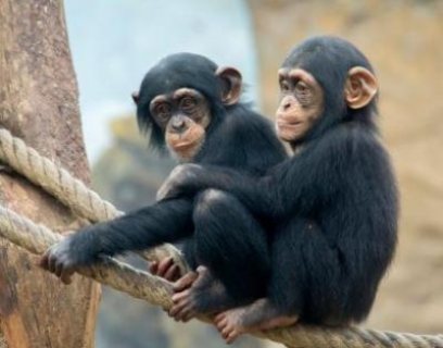 CHIMPANZEES MONKEYS Please Contact us By Whatsapp +447427712081 