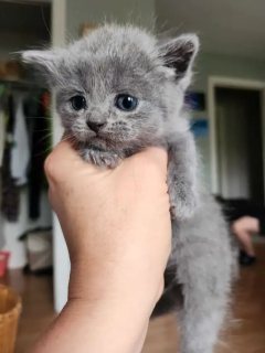 British Shorthair Kittens For Sale  WHATSAPP: +97152 916 1892