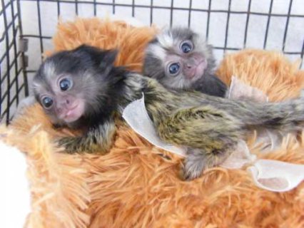 Pygmy Marmosets for Sale  WHATSAPP: +97152 916 1892