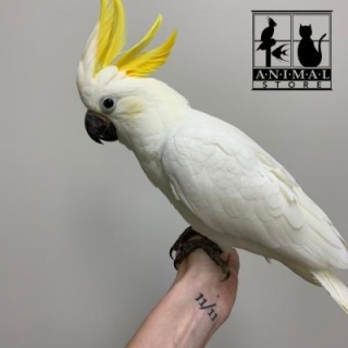 Cockatoo Parrots For Sale Please Contact us By Whatsapp +447427712081 