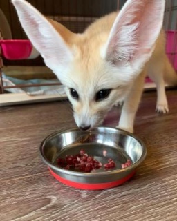 Please Contact us By Whatsapp +447427712081 fennec foxes for sale