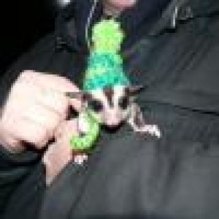 Please Contact us By Whatsapp +447427712081 Sugar Gliders