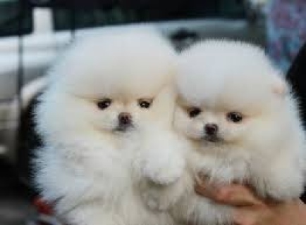  white Pomeranian Puppies Please Contact us By Whatsapp +447427712081 