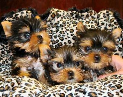 Yorkshire Terrier for Sale Please Contact us By Whatsapp +447427712081 1