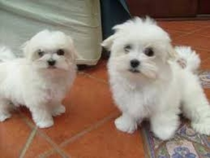 Maltese Puppies for Sale Please Contact us By Whatsapp +447427712081  1