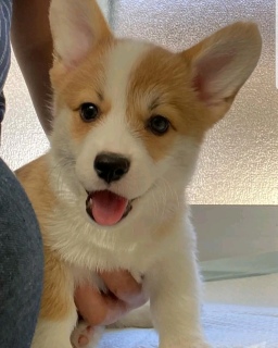 Corgi puppy for sale 