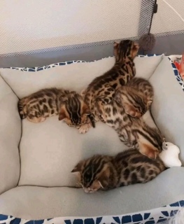 Please contact us now Bengal kittens for sale 