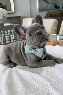 French bulldog puppy for sale please Whatsapp 