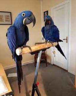 Please Contact us By Whatsapp +447427712081 Hyacinth Macaw