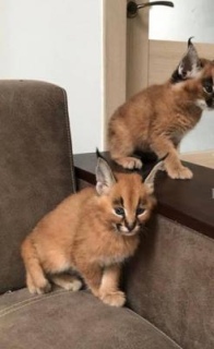 Caracal Kittens for Sale Please Contact us By Whatsapp +447427712081