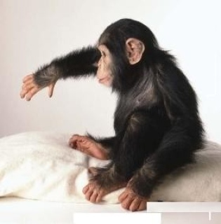 Chimpanzee an adorable and Companion. WHATSAPP: +97152 916 1892