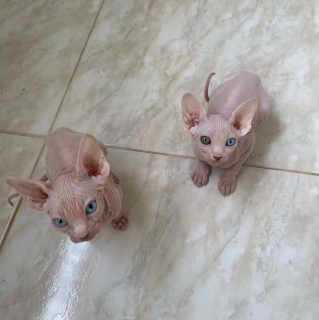 Phinx kittens for sale 