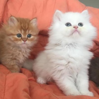 Persian Kitties for SalePlease Contact us By Whatsapp +4474277120