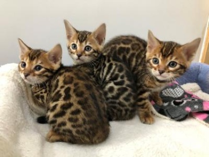 Bengal Kittens For sale Contact us By Whatsapp +4474277120