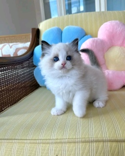 Ragdoll kitten's available for new home 