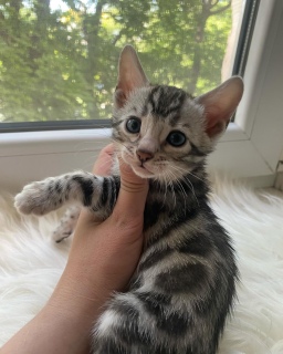 Bengal kittens for sale 