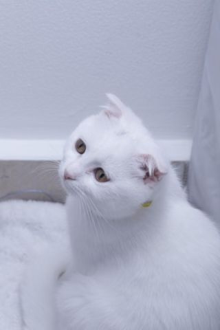 قطة سكوتش فولد للتبني برسوم Female Scottish Fold cat for adoption 2