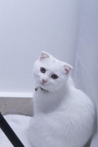 قطة سكوتش فولد للتبني برسوم Female Scottish Fold cat for adoption 3