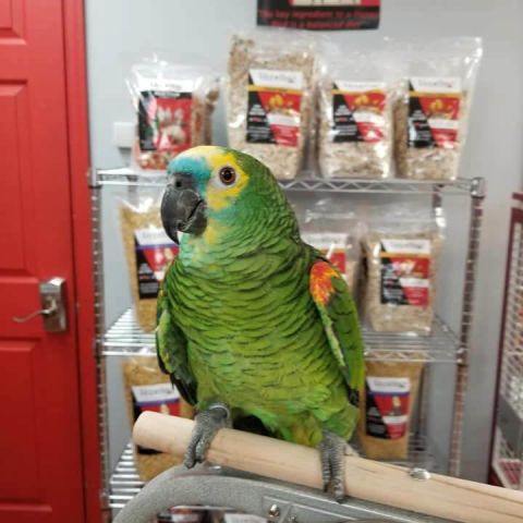 Amazon Parrot 2