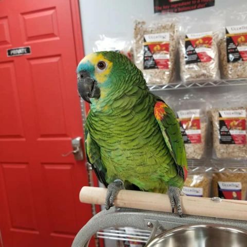 Amazon Parrot 3