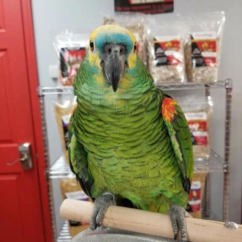 Amazon Parrot 4